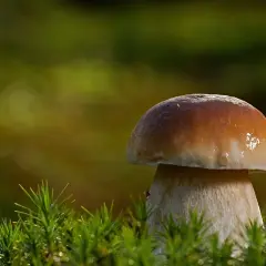 Gdzie na grzyby z noclegiem? Odkryj najlepsze miejsca w Polsce!
