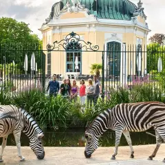 Dwie zebry pasą się przed pięknym, żółtym budynkiem w zoo w Wiedniu. Grupa ludzi obserwuje zwierzęta.