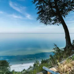 Widok na spokojne morze z klifu, gdzie leżą Międzyzdroje. Drzewo na pierwszym planie, plaża w oddali.