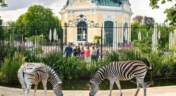 Dwie zebry pasą się przed pięknym, żółtym budynkiem w zoo w Wiedniu. Grupa ludzi obserwuje zwierzęta.