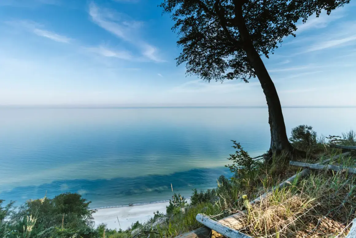 Widok na spokojne morze z klifu, gdzie leżą Międzyzdroje. Drzewo na pierwszym planie, plaża w oddali.